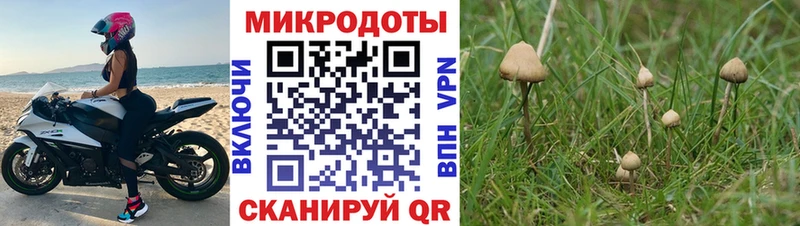 Галлюциногенные грибы Psilocybe  Зеленодольск 